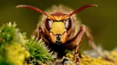 Horshnya bite: je nevarna in kaj storiti